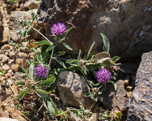 closeup of a dwarf purple thistle-like flowering plant growing in between the rocks in the South Judean Desert near Arad in Israel