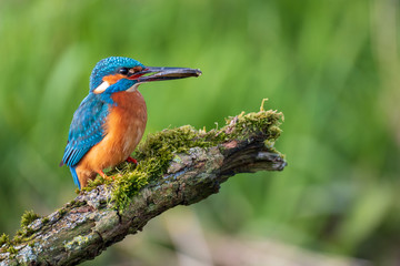Kingfisher holding little fish in beak with green background