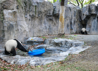 Pandas in Shanghai Zoo.