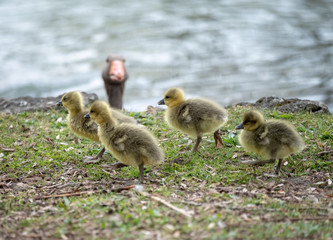 Obraz premium A wild duck mother and her babies