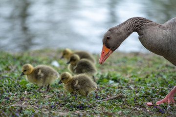 A wild duck mother and her babies