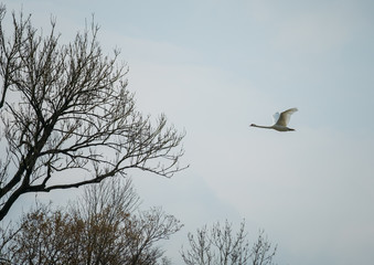 A swan flying over trees