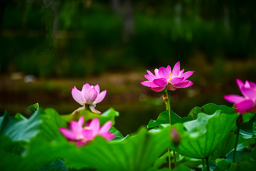 In the context of virtual reality, the lotus blossoms in summer