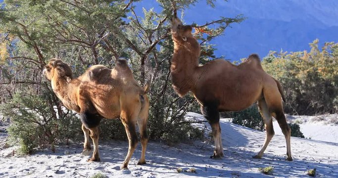 Double-hump Bactrian Camels in desert oasis in Himalaya mountains, Ladakh, India