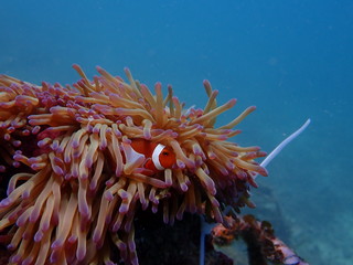 Naklejka na ściany i meble clownfish found at sea anemones at coral reef area at Tioman island, Malaysia