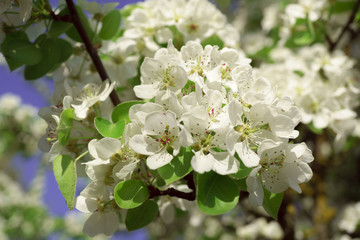 Pear flowers in a sunny spring morning
