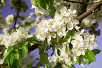 Pear flowers in a sunny spring morning