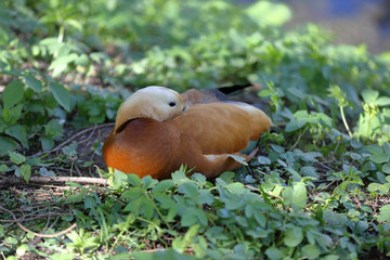 Adult large white-brown duck in the green on the shore