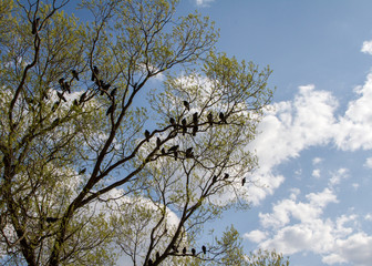 tree in spring