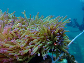 Fototapeta na wymiar clownfish found at sea anemones at coral reef area at Tioman island, Malaysia
