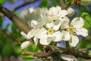 Pear flowers in a sunny spring morning