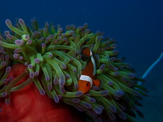 clownfish found at sea anemones at coral reef area at Tioman island, Malaysia