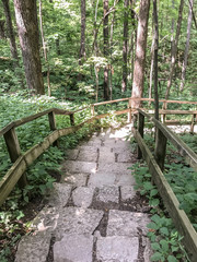 Obraz premium Natural forests have many trees that Is an interesting for tourist destination and should be preserved
