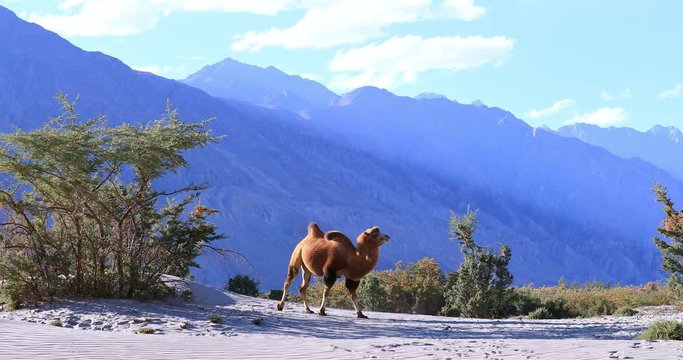 Epic view of Himalaya mountains and desert landscape. Camel walks on sand dunes