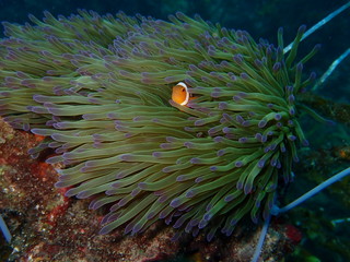 clownfish found at sea anemones at coral reef area at Tioman island, Malaysia