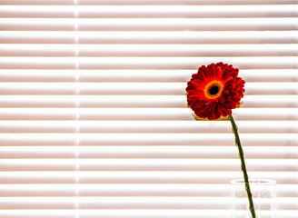 Gerbera flower stands on the windowsill. Window with blinds. Daylight penetrates the lamellae.