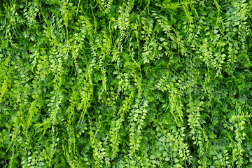 Artificial Fern Wall