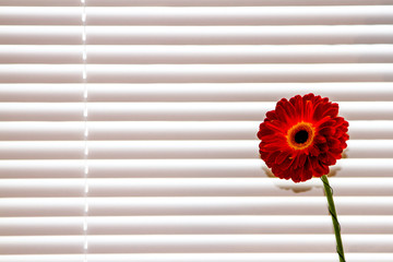Gerbera flower stands on the windowsill. Window with blinds. Daylight penetrates the lamellae.