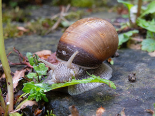 Snail with brown shell feeding on green leaf on wet stone floor