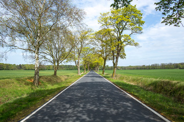 Fototapeta premium country road on a sunny day