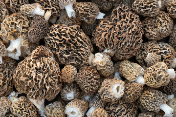 Collected morels in the forest as background.  Common morel, Morchella esculenta, true morel.