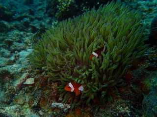clownfish found at sea anemones at coral reef area at Tioman island, Malaysia