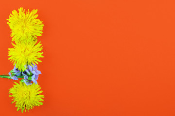 Dandelion blossoms on red background. Spring concept with copy space.