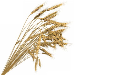 Fototapeta premium industrial 3D illustration of the modern bunch of wheat spikelets isolated on white background - agriculture