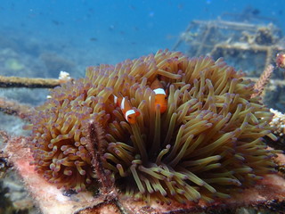 Fototapeta na wymiar clownfish found at sea anemones at coral reef area at Tioman island, Malaysia