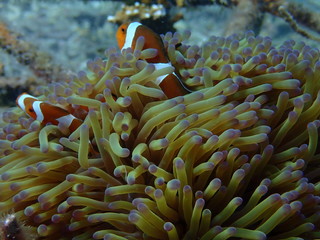 clownfish found at sea anemones at coral reef area at Tioman island, Malaysia