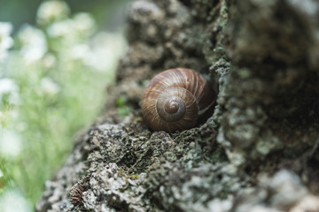 Weinbergschnecke 