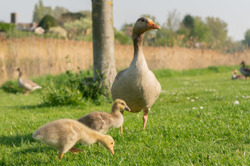 Goose family eating grass in the sun