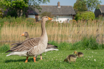 Goose family eating grass in the sun