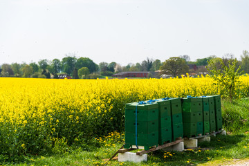 Mehrere Bienenvölker an einem Rapsfeld in der Nähe von Strande sind fleßig bei der Arbeit. Sie bestäuben fleißig die gelben Rapsblüten und bringen den Nektar in den Binenkorb um Honig zu erzeugen