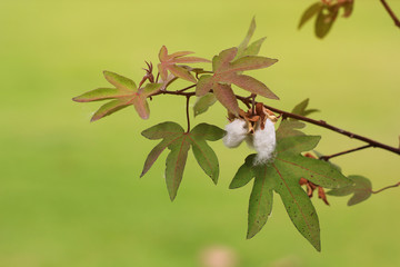 Fototapeta premium white seed cotton plant (Gossypium arboreum)