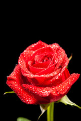 Beautiful blossomed red rose with rain drops over black background