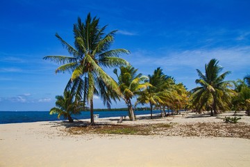 Beautiful beach with palms in Placencia, Belize, Central America