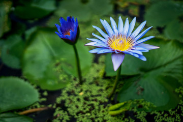 Beautiful water lily or lotus flower with green leaf in pond. Nature background. Lotus flower in the natural conditions of the reservoir.