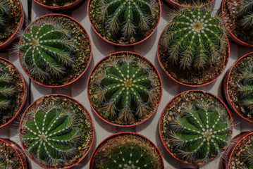 Collection of cactus plants in pots. Small ornamental plant. Selective focus, top-view shot. Cactus plant pattern. Natural background. Green texture background.