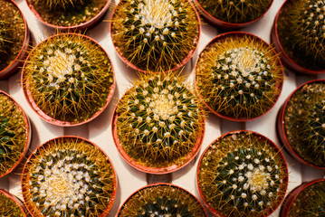 Collection of cactus plants in pots. Small ornamental plant. Selective focus, top-view shot. Cactus plant pattern. Natural background. Green texture background.