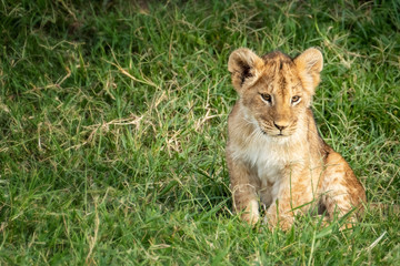 Lion cub sitting in the grass of the Masai Mara