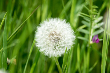 Flower dandelion puffballs