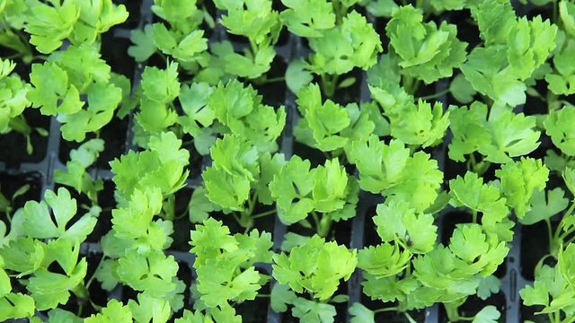 fresh green parsley growing in a garden	
