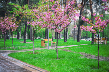 beauty of flowering sakur standing in a park on a carpet of green cut grass