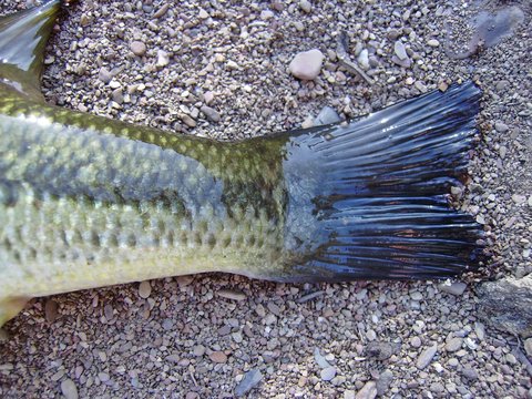 Black Bass (Micropterus salmoides), aleta caudal.