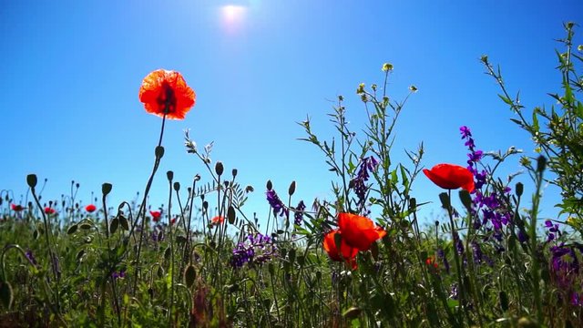 Ukraine. Summer. Sunny day. Lots of different flowers in the field or meadow. Close-up
