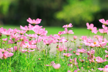 Beautiful cosmos flower on nature background