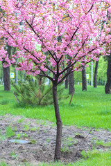 blurred sakura tree twig on green background. Sakura tree, tree of life