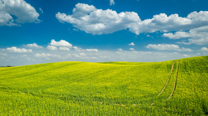 Blooming rape fields in sunny day, aerial view