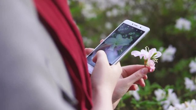 Woman holding a beautiful white spring flower and taking photo of it with her smartphone